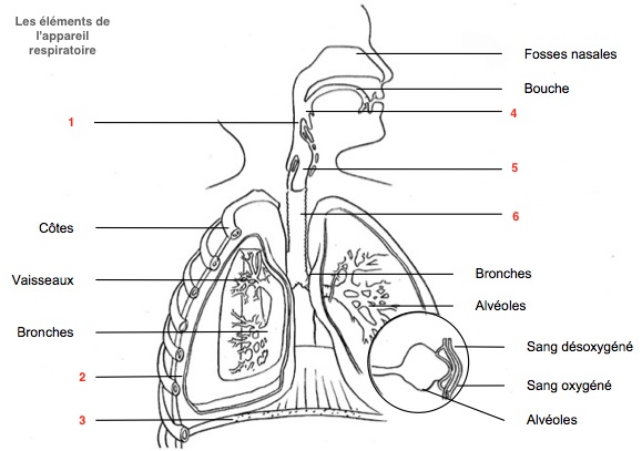  Quizz 2 - thème : l'appareil respiratoire